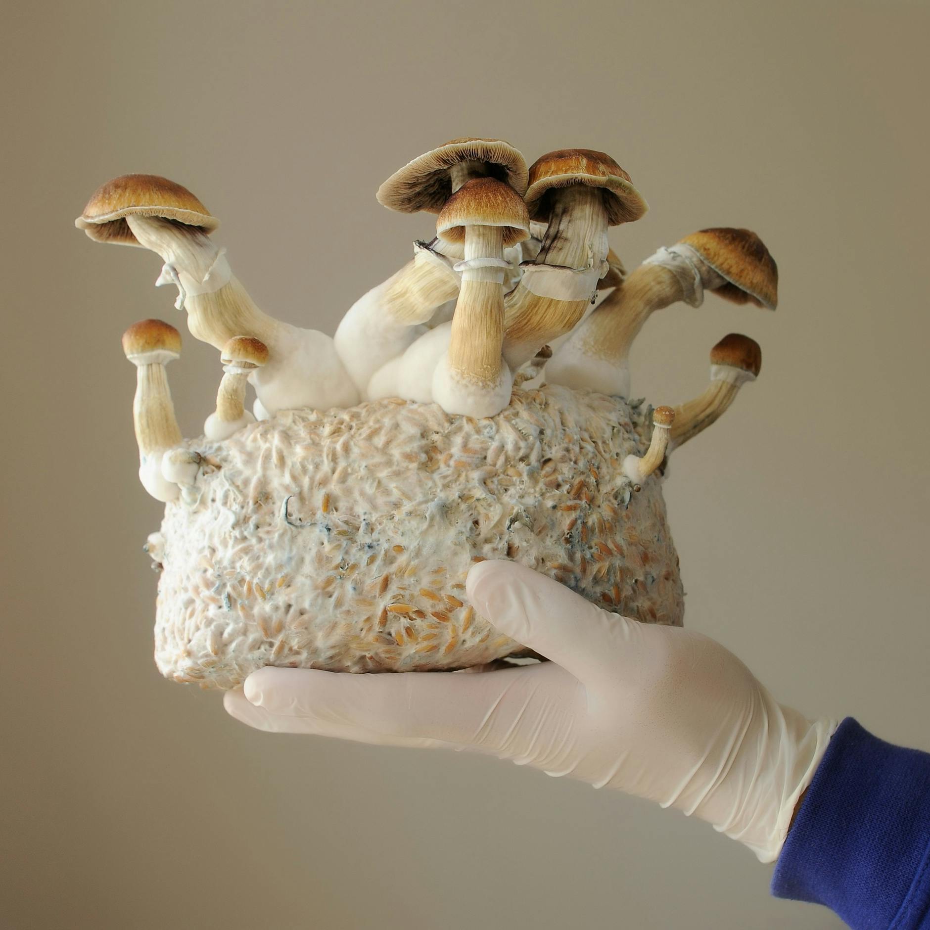 Image - Depression: Berliner Klinik darf Stoff aus Zauberpilzen einsetzen