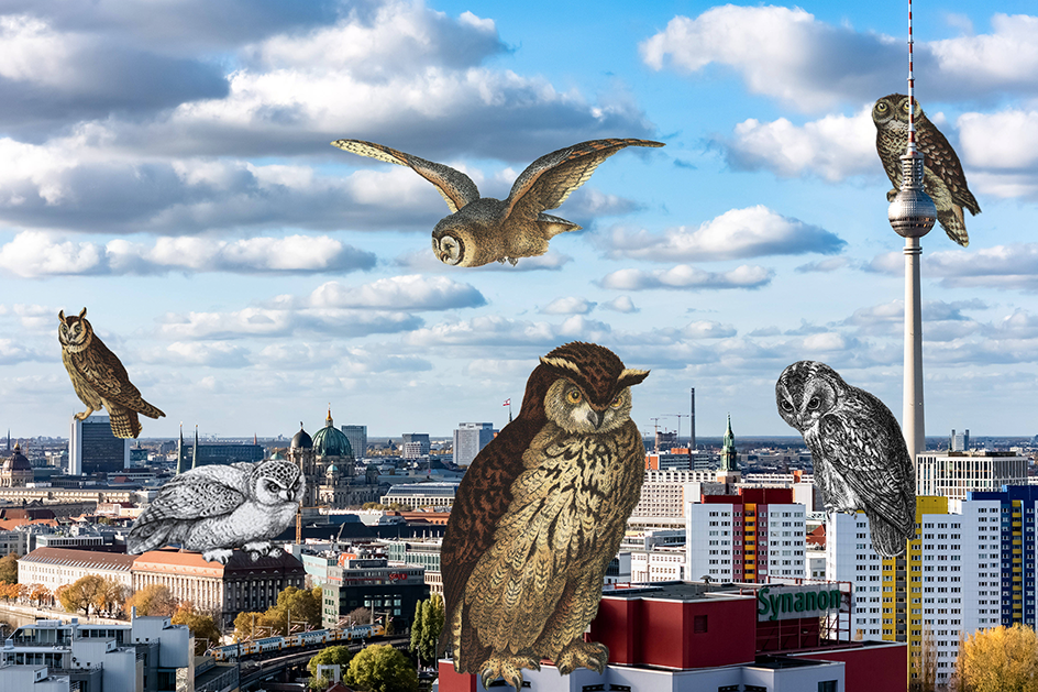 Geheimnisvoll, lautlos, wunderschön: Wo Berlins Eulen leben