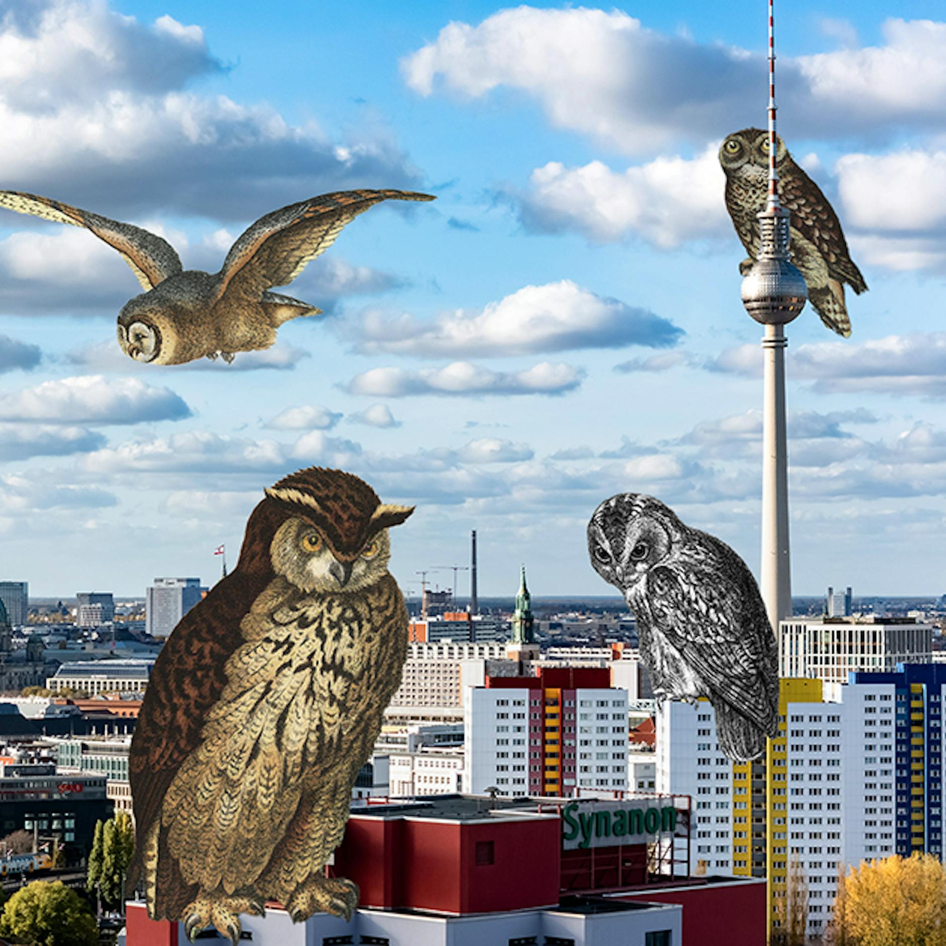 Image - Geheimnisvoll, lautlos, wunderschön: Wo Berlins Eulen leben