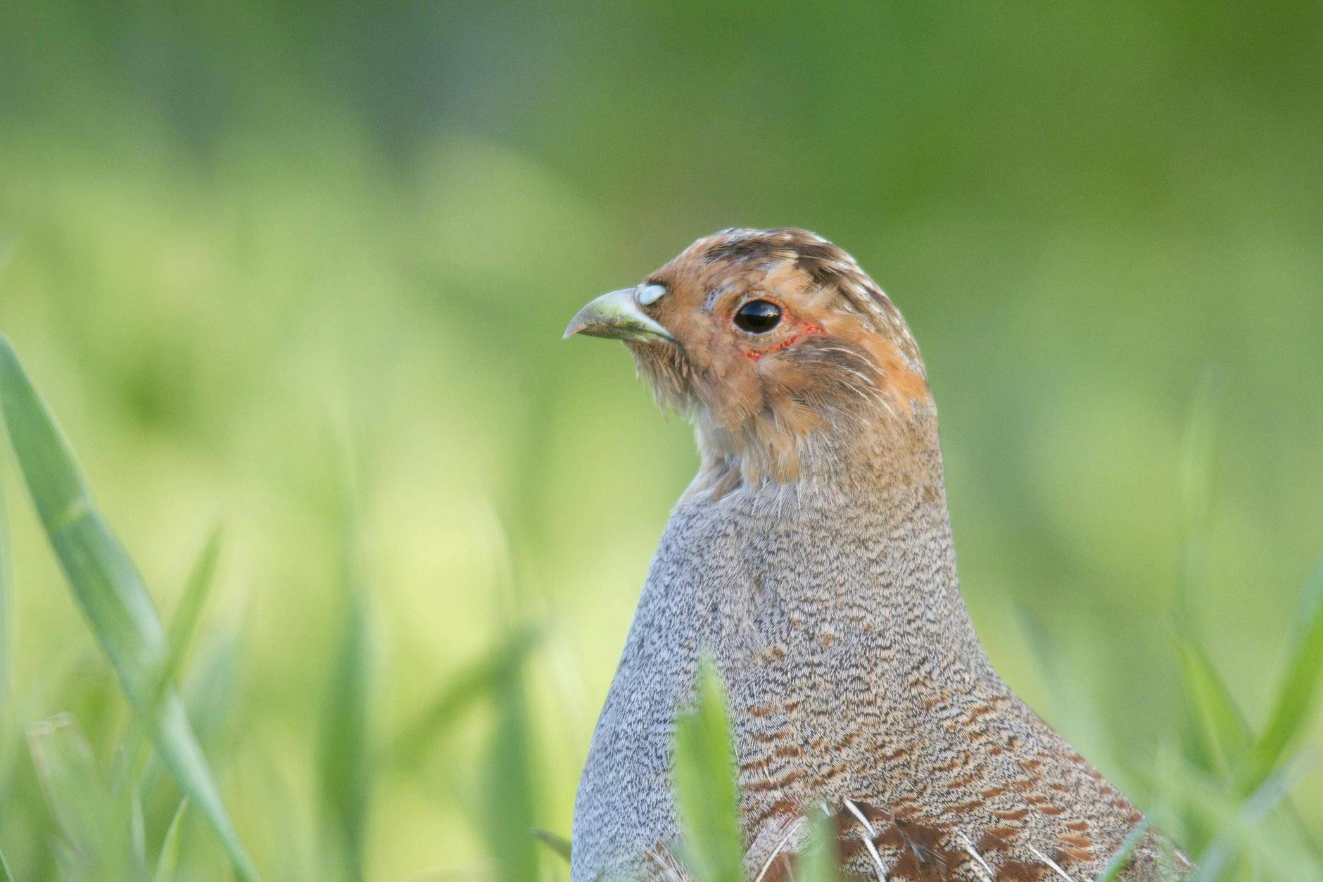 Der stolze Sieger: Das Rebhuhn ist Vogel des Jahres 2026.
