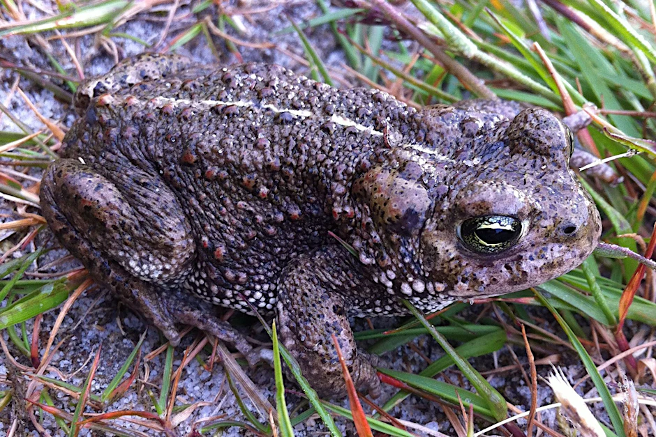 Die Kreuzkröte ist im Streit zwischen Stadtentwicklung und Naturschutz zum Symbol geworden.