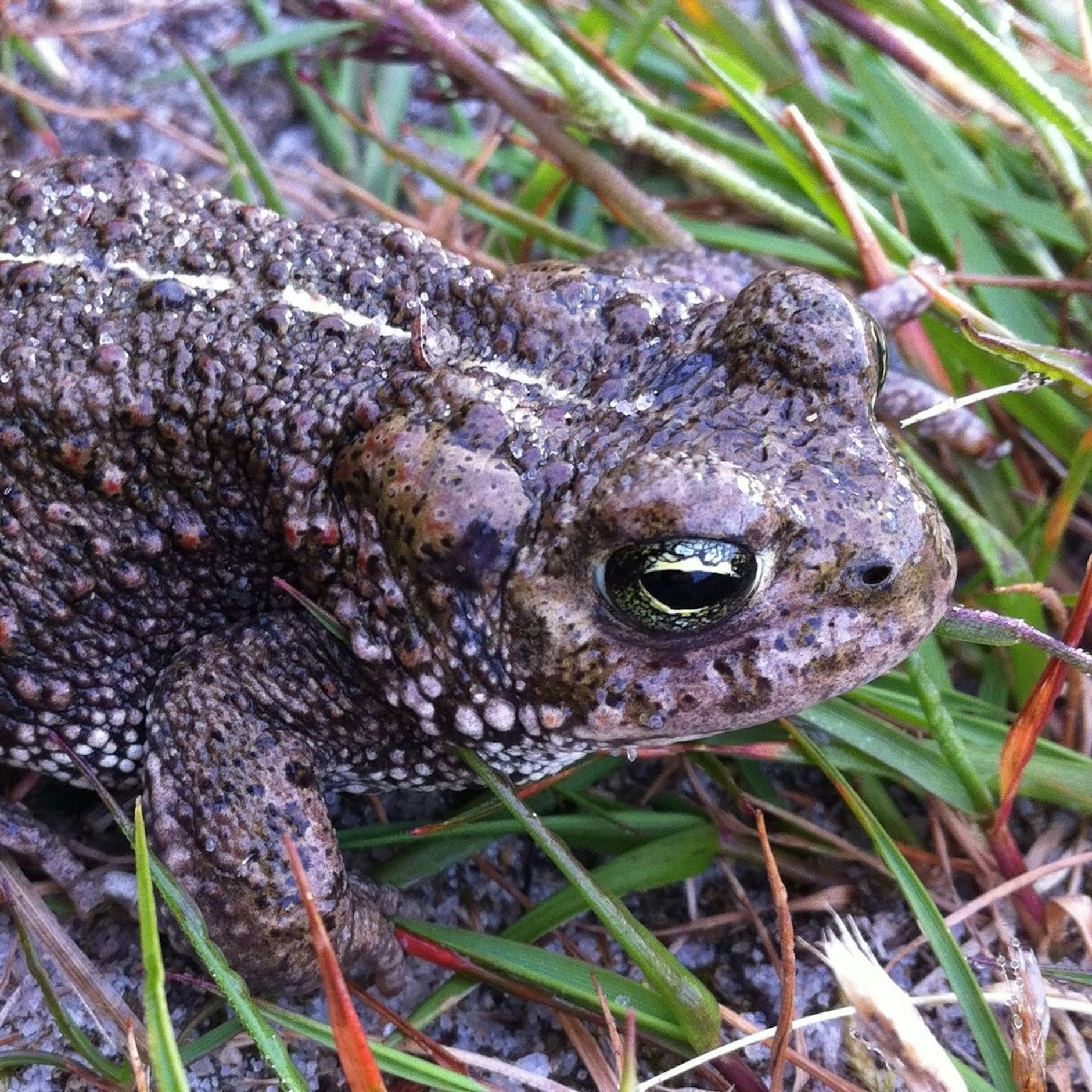 Image - Interview mit einer Kreuzkröte: „Kein anderer Lebensraum schützt mich so wirksam wie die Bürokratie“