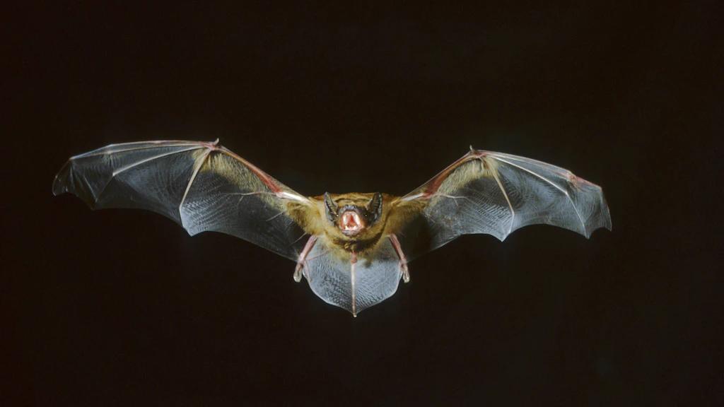Eine Riesenfledermaus im Anflug