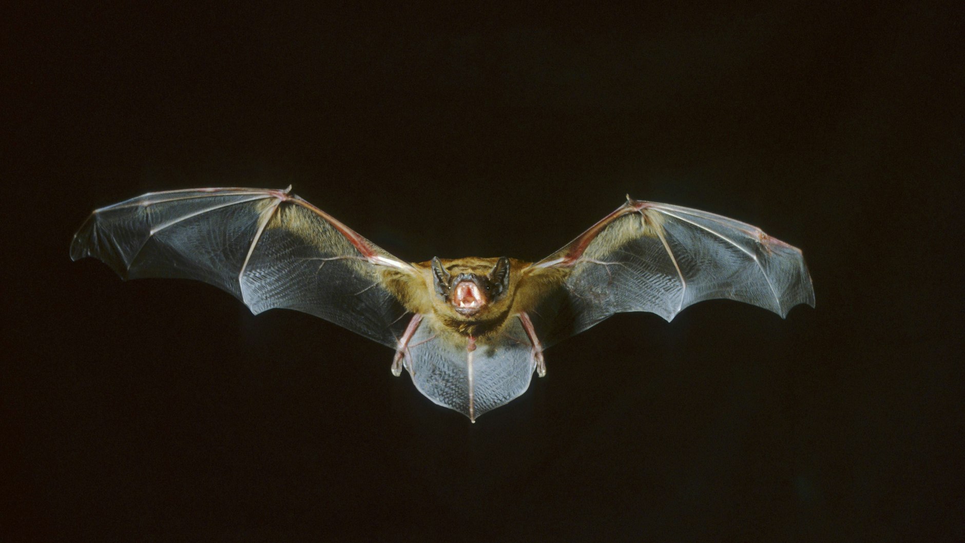 Eine Riesenfledermaus im Anflug