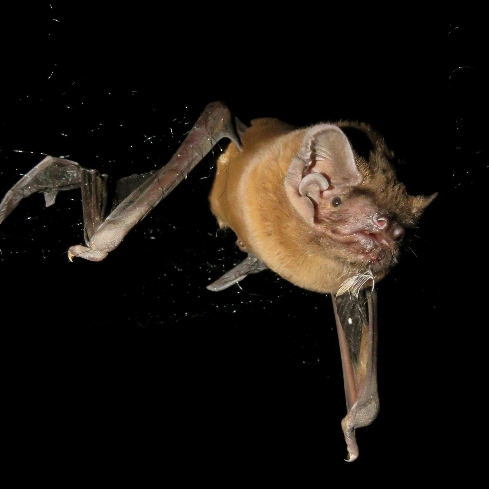 Image - Forscher fanden heraus: Berlins größte Fledermaus macht Jagd auf Singvögel