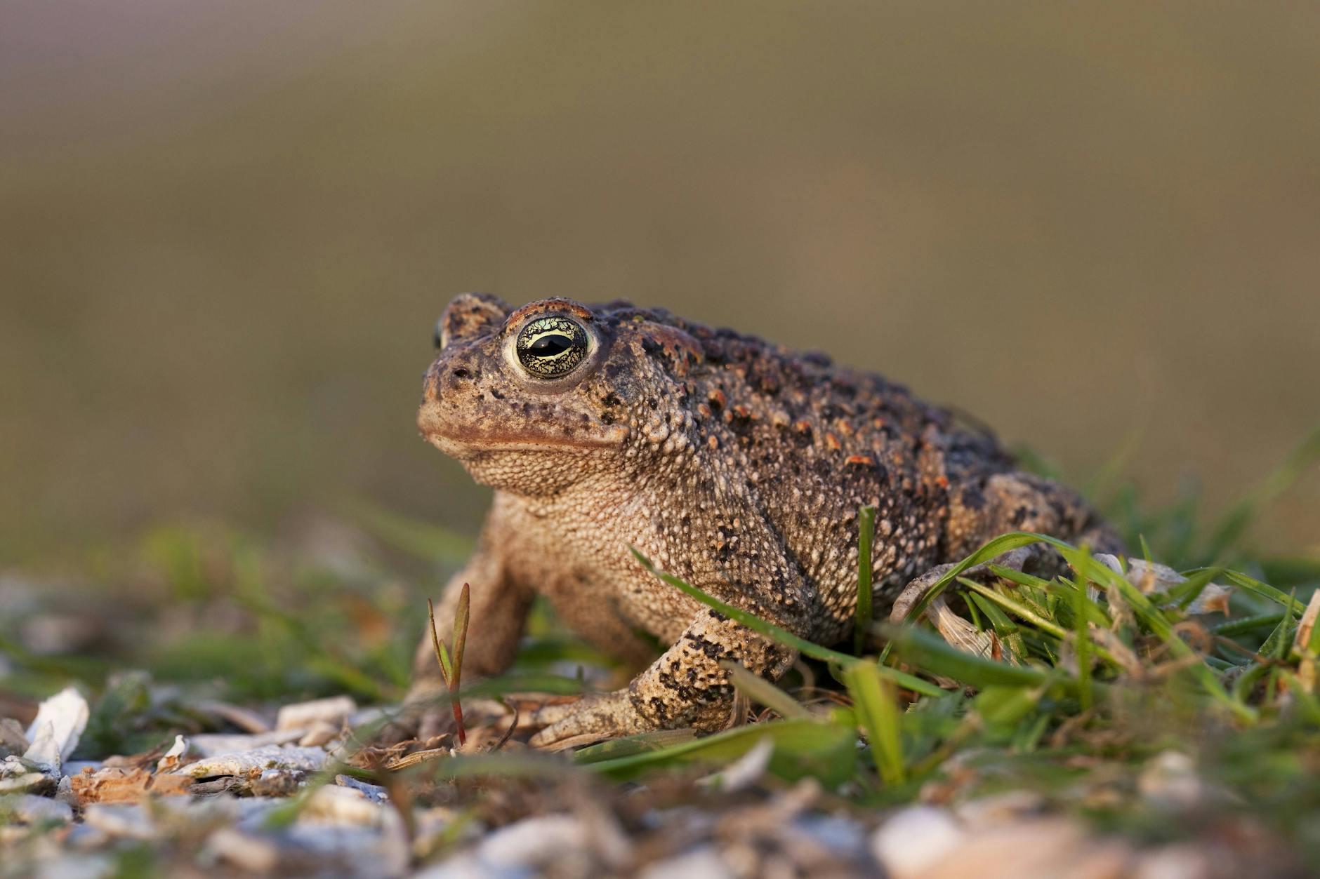 Die Kreuzkröte ist im Streit zwischen Stadtentwicklung und Naturschutz zum Symbol geworden.