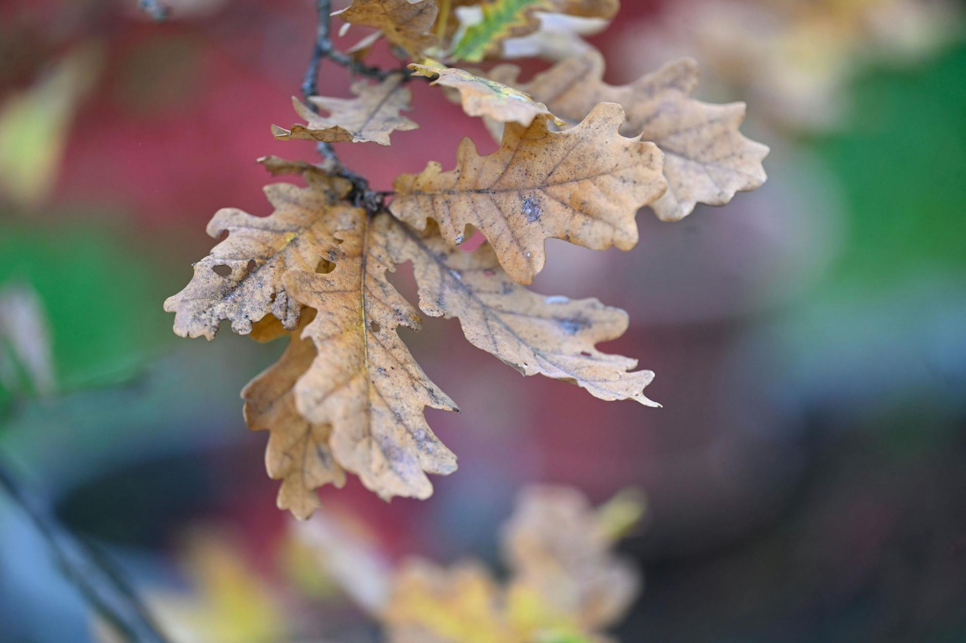 Die braun gefärbten Blätter einer Eiche hängen an einem Ast bei trübem Wetter in einem Garten. Die Meteorologen sagen für die nächste Woche gleichbleibendes Wetter mit wenig Sonnenschein vorher.