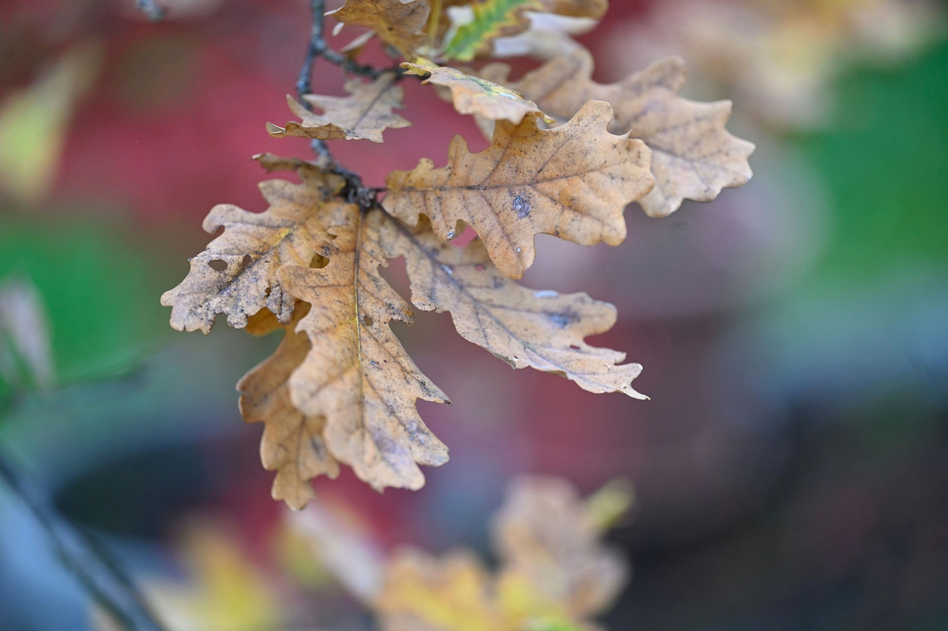 Die braun gefärbten Blätter einer Eiche hängen an einem Ast bei trübem Wetter in einem Garten. Die Meteorologen sagen für die nächste Woche gleichbleibendes Wetter mit wenig Sonnenschein vorher.