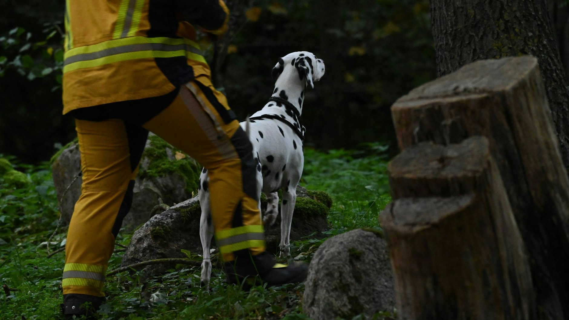 Einer der Fährtenspürhunde auf der Suche nach Fabian. Bis zu 29 Mitarbeiter der Rettungshundestaffeln sind im Einsatz, um den Achtjährigen aus Güstrow zu finden.
