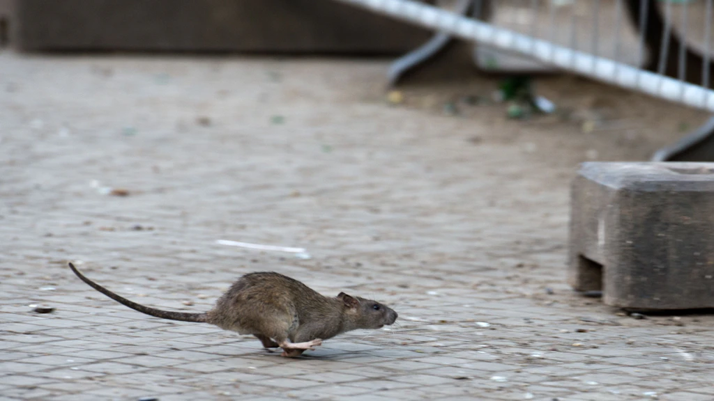 Eine Ratte flitzt in Berlin über die Straße - ein übliches Bild in vielen Bezirken. Denn die Nager finden überall in der Hauptstadt reichlich Futter.