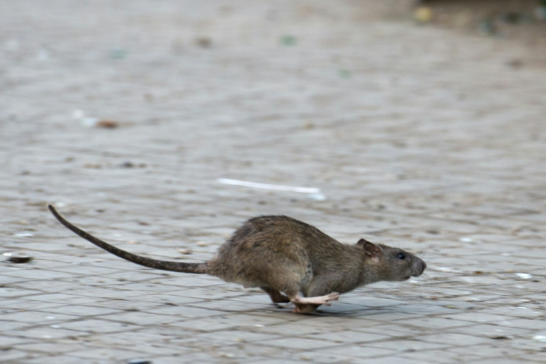 Eine Ratte flitzt in Berlin über die Straße: In der Stadt sollen so viele Ratten leben wie es Menschen gibt.