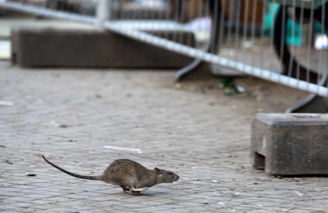 Soldiner Straße: Mieter leiden seit zehn Jahren unter Rattenplage