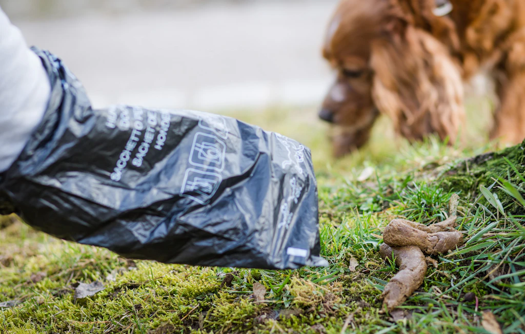 Aktion gegen Hundehaufen: Berlin kündigt Schwerpunktkontrollen an