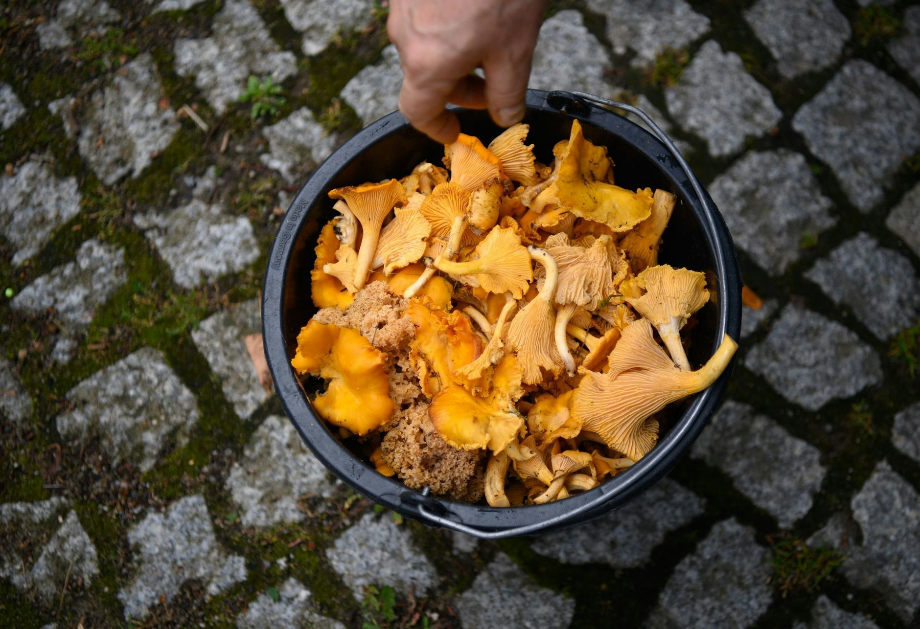 Leckere Pfifferlinge findet man im Raum Berlin unter anderem im Tegeler Forst.