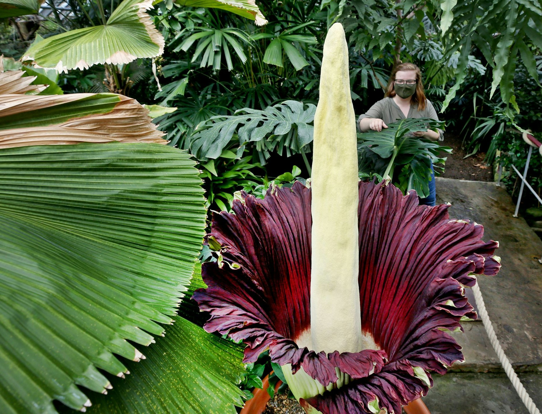 Schwer zu kultivieren und nichts für den Hausgebrauch: die Titanenwurz, hier mit einer sich gerade öffnenden Blüte.