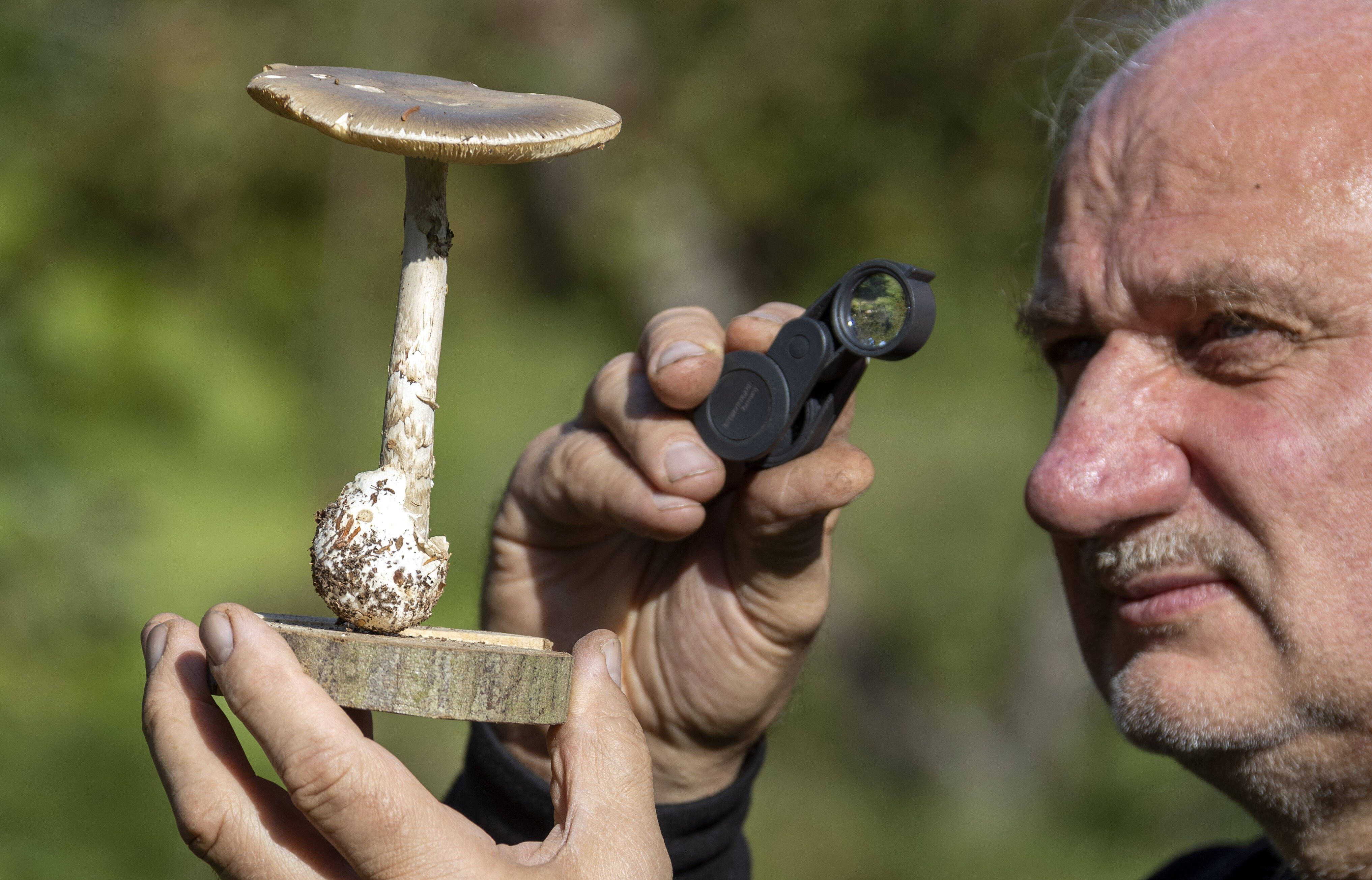 Image - Vorsicht an alle Sammler: Diese Pilze in Berlin sind giftig!
