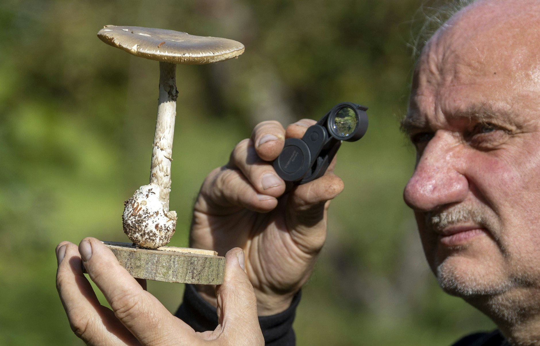 Der Pilzsachverständige Frank Dommer begutachtet einen Grünen Knollenblätterpilz. Sie sind giftig und dürfen nicht gegessen werden!