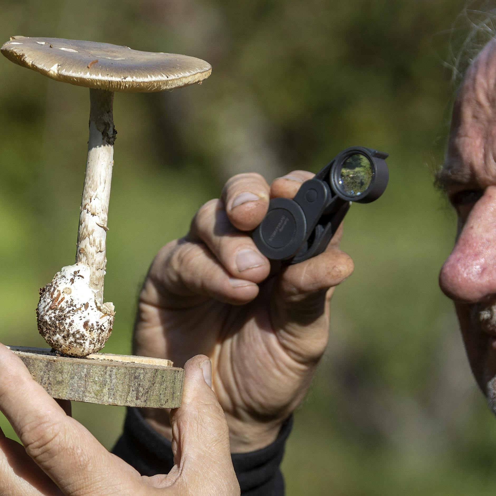 Vorsicht an alle Sammler: Diese Pilze in Berlin sind giftig!