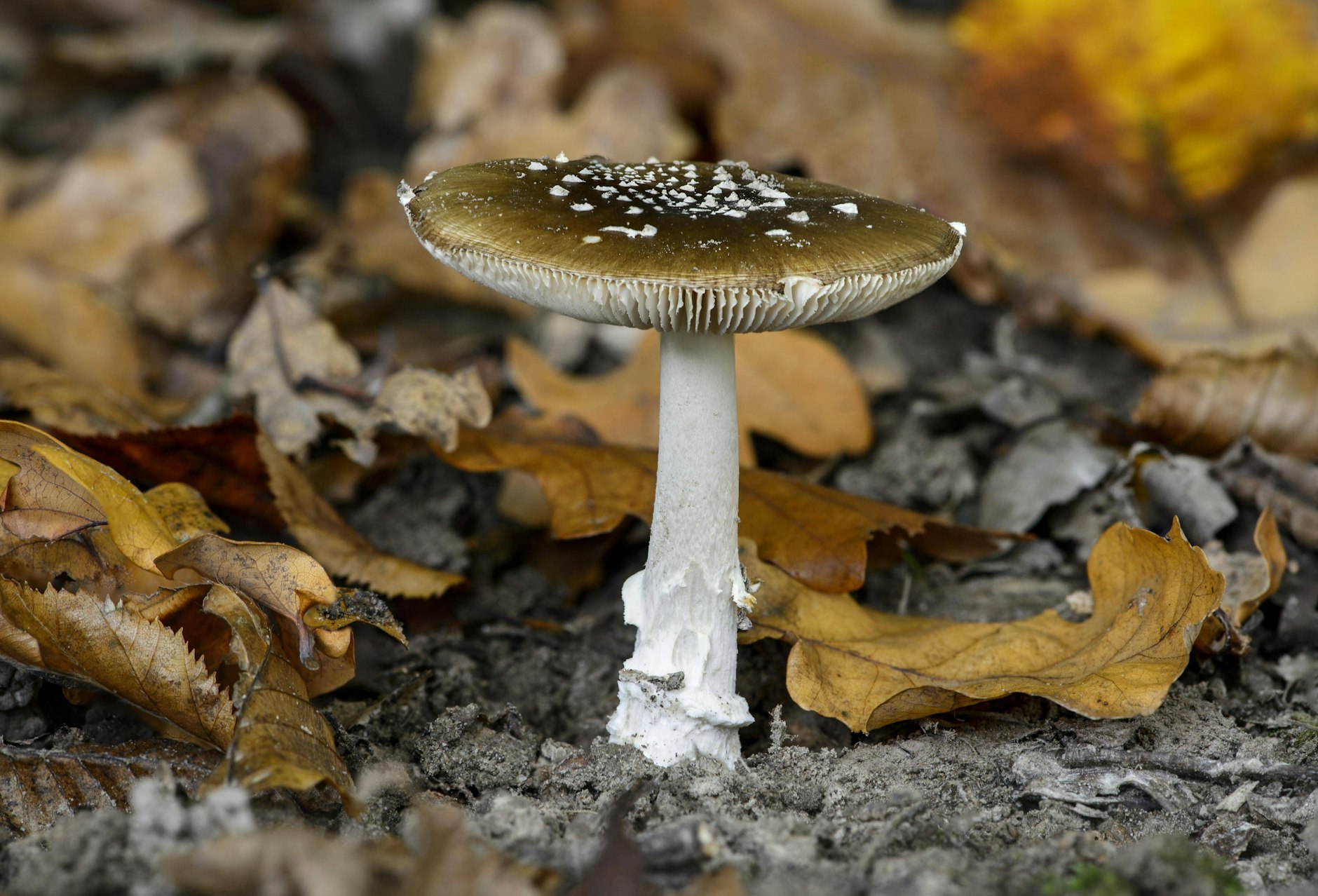 Achtung! Auch dieser Pantherpilz ist stark giftig.