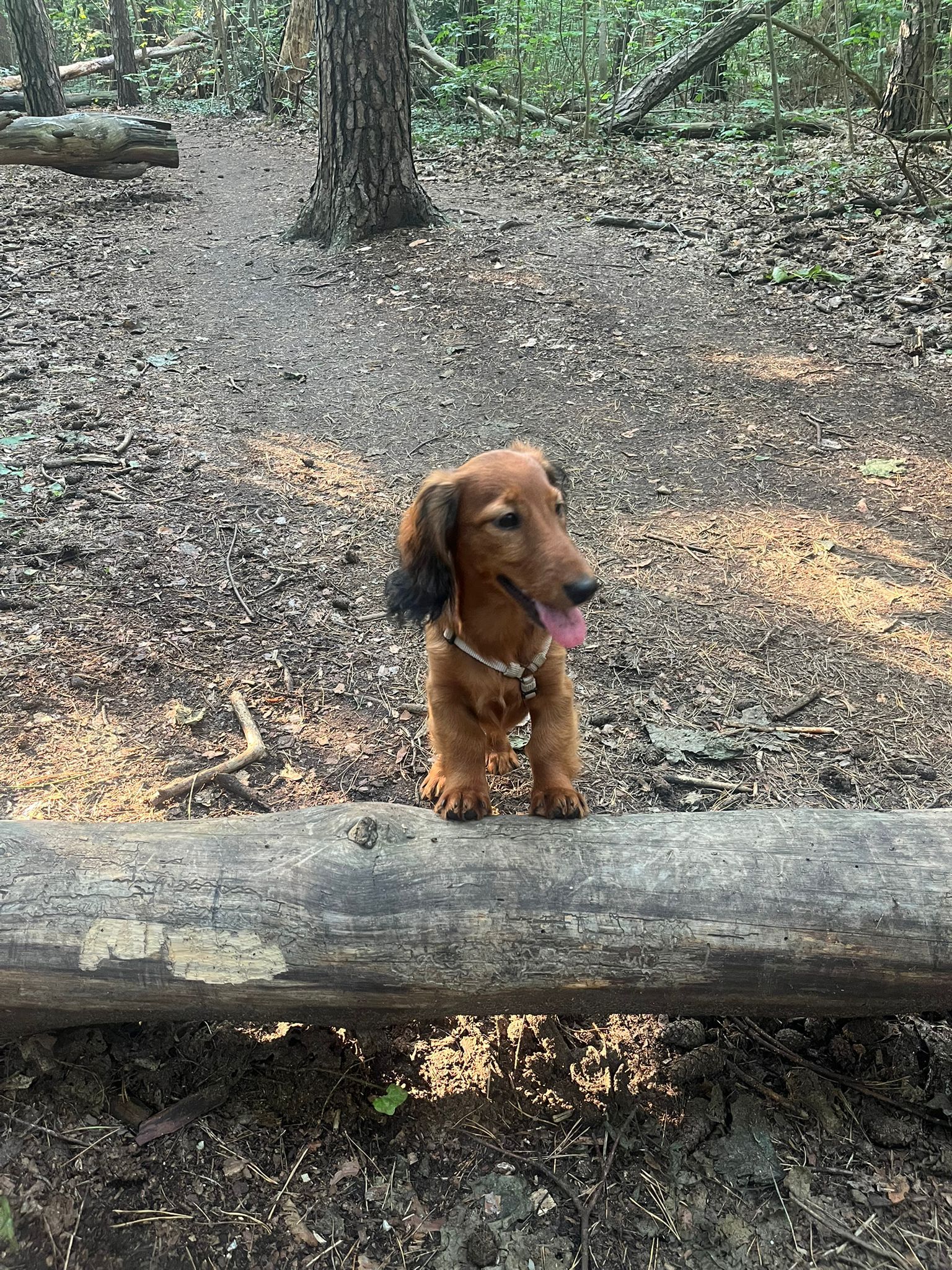 Neuzugang beim BFC Dynamo: Nala soll John Liebelt Glück bringen