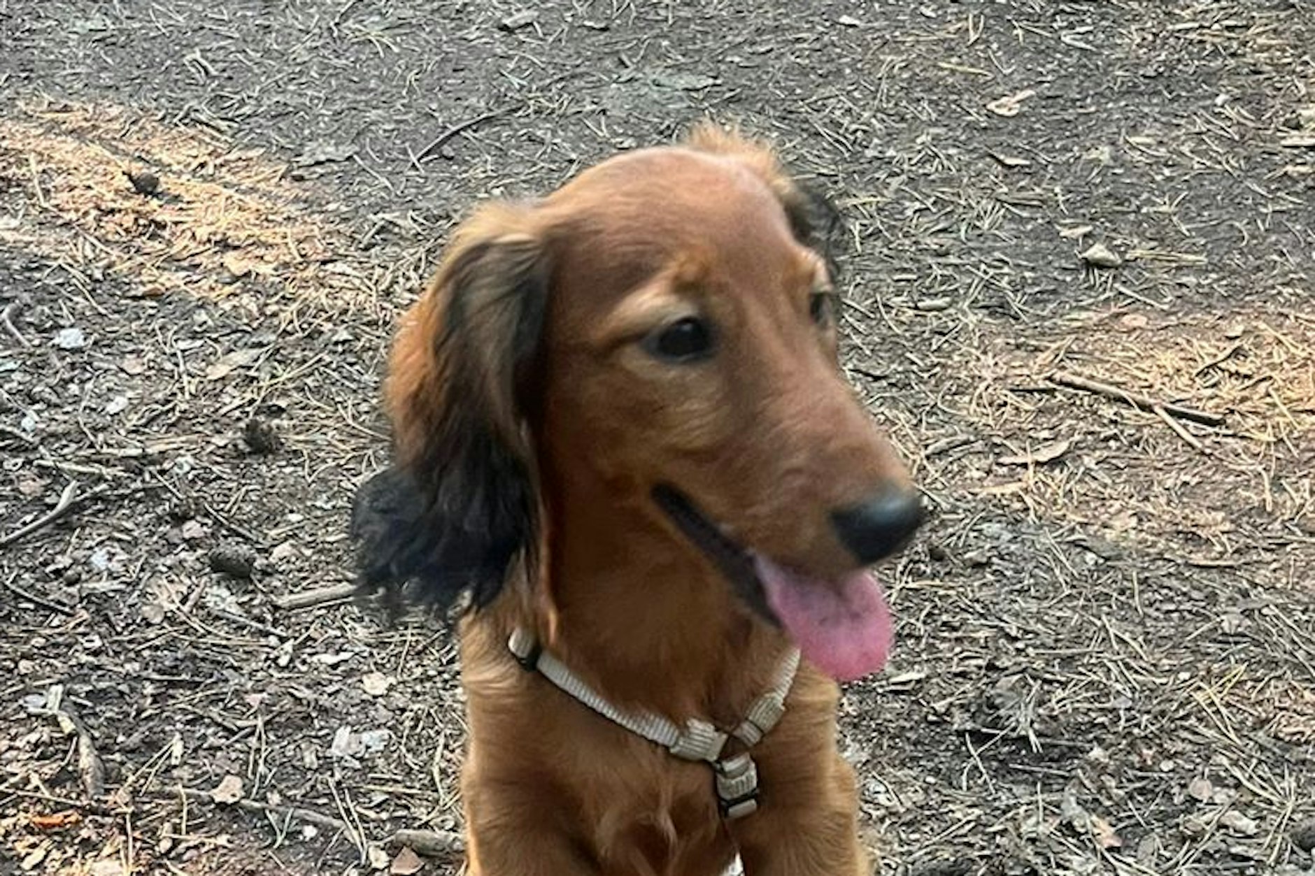 Nala ist der ganze Stolz von John Liebelt und soll dem Defensiv-Allrounder des BFC Dynamo viel Glück bringen.