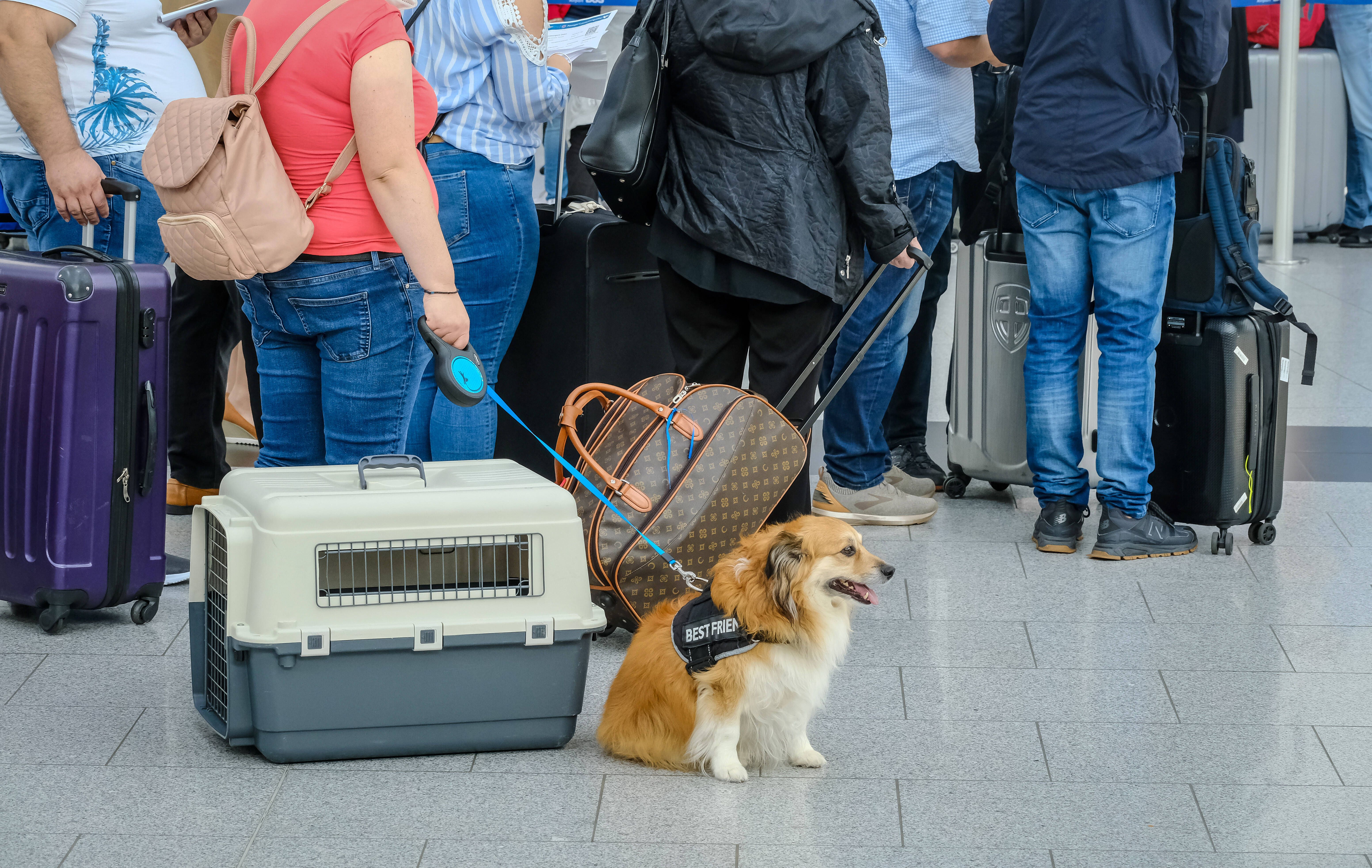 EU-Gericht: Haustiere gelten rechtlich als „Gepäck“