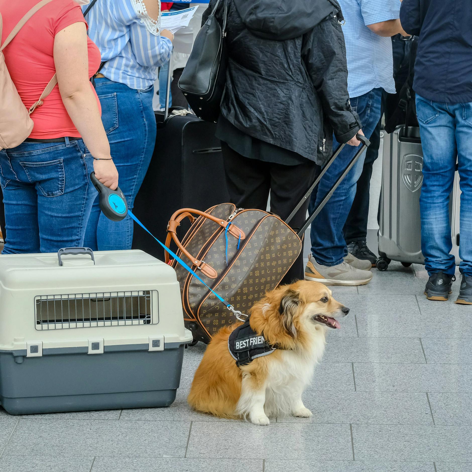 Image - EU-Gericht: Haustiere gelten rechtlich als „Gepäck“