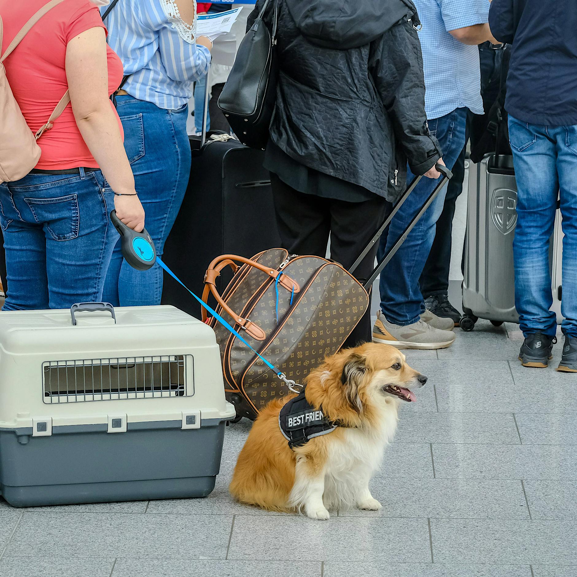 EU-Gericht: Haustiere gelten rechtlich als „Gepäck“