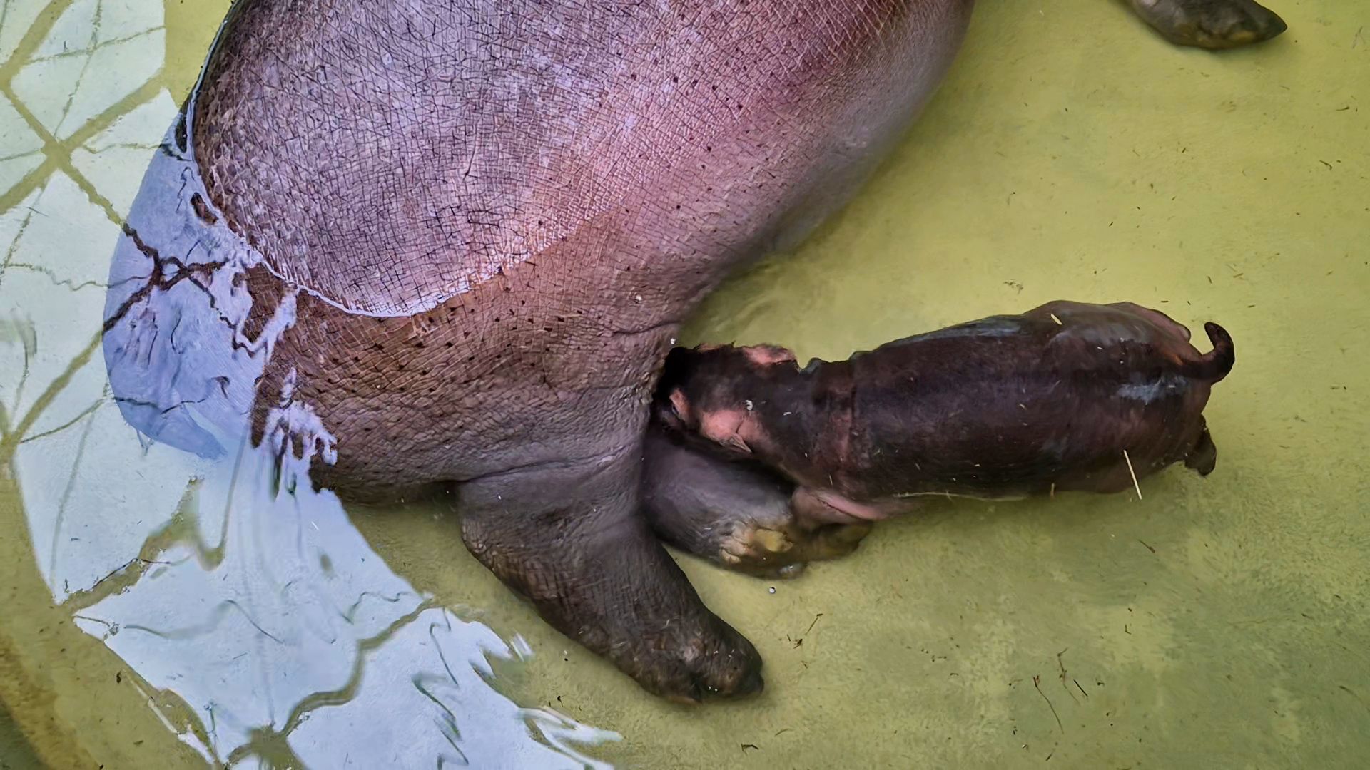 Image - Süßes Update aus dem Zoo: Baby-Flusspferd trinkt fleißig