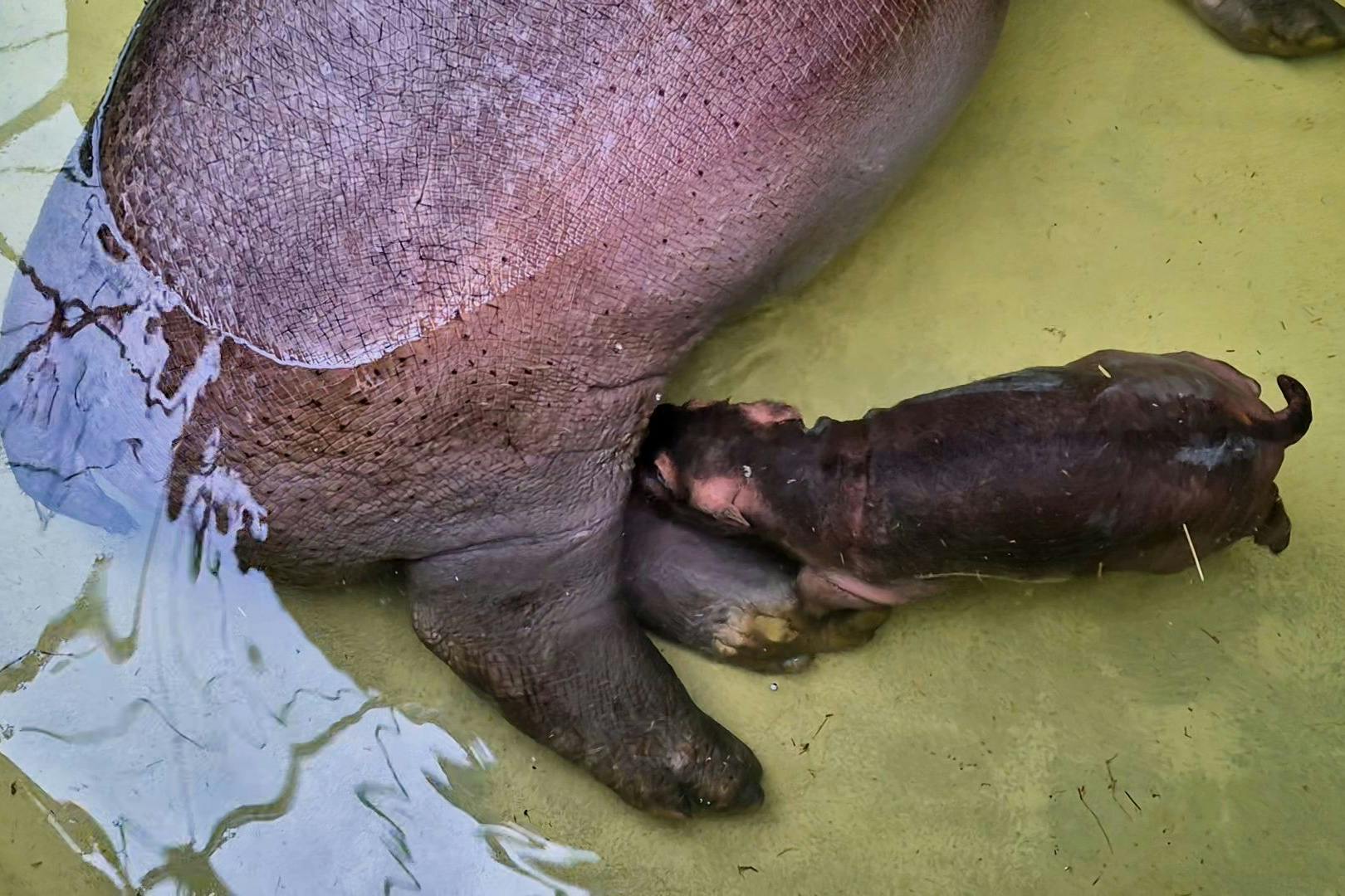 Das Baby-Flusspferd im Berliner Zoo trinkt fleißig bei seiner Mama Nala.