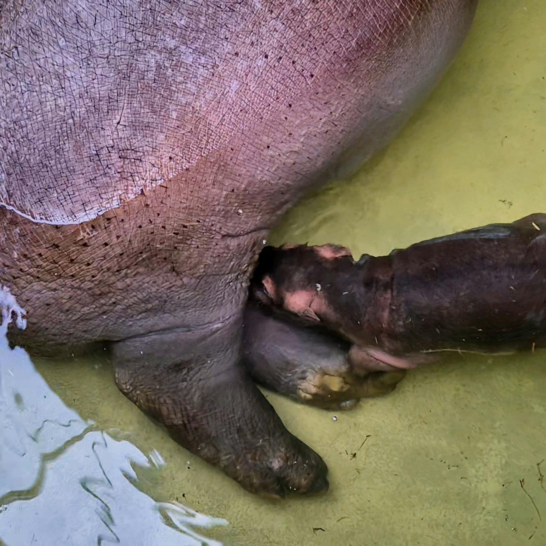 Süßes Update aus dem Zoo: Baby-Flusspferd trinkt fleißig
