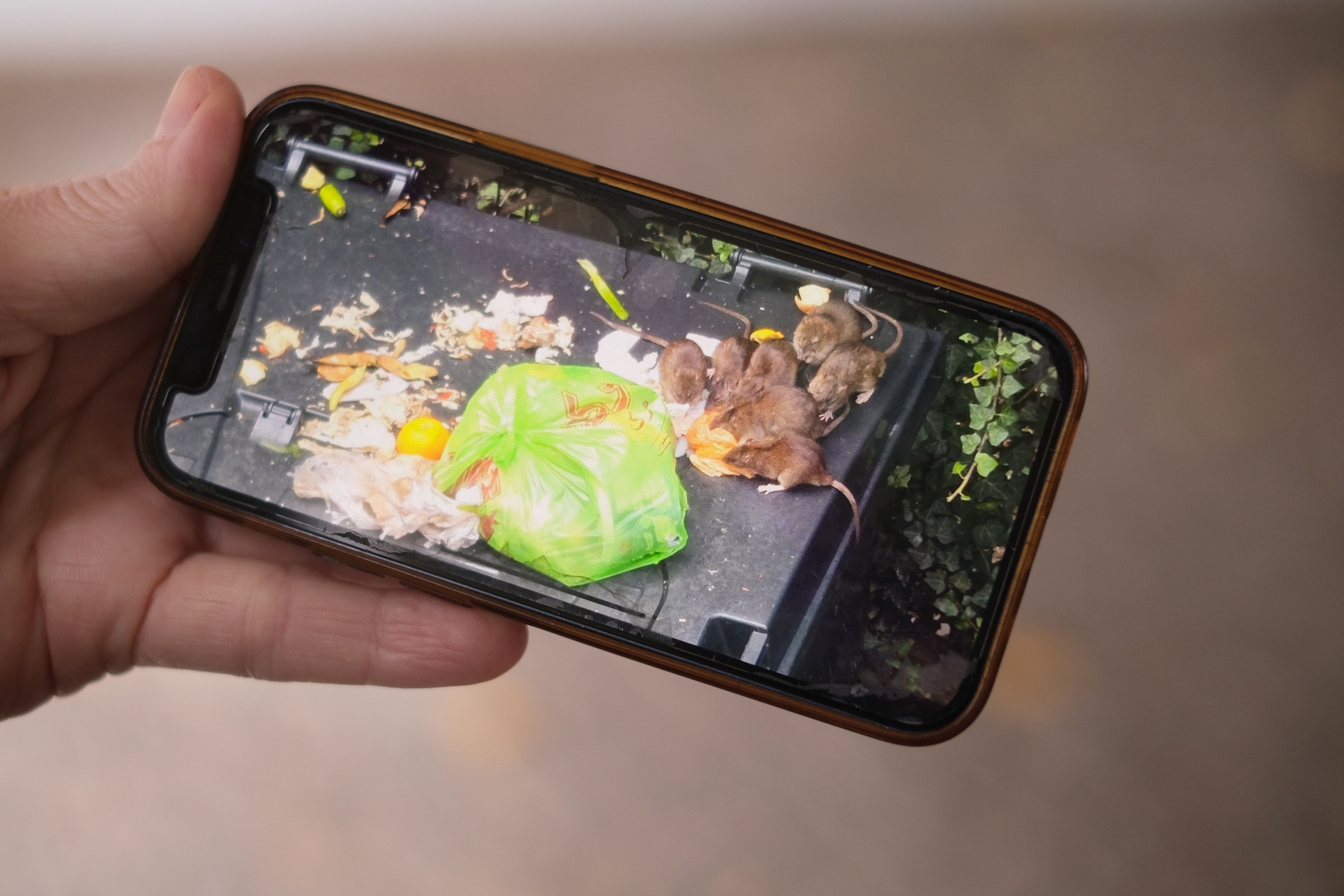 Berlin, Hauptstadt der Ratten: In einem Haus in der Soldiner Straße regiert die Angst