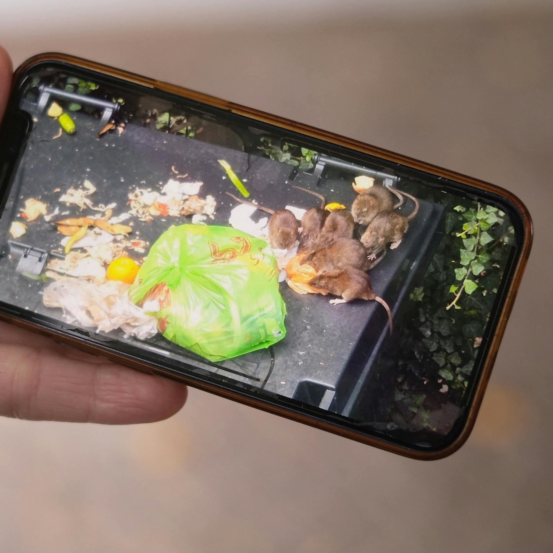 Berlin, Hauptstadt der Ratten: In einem Haus in der Soldiner Straße regiert die Angst