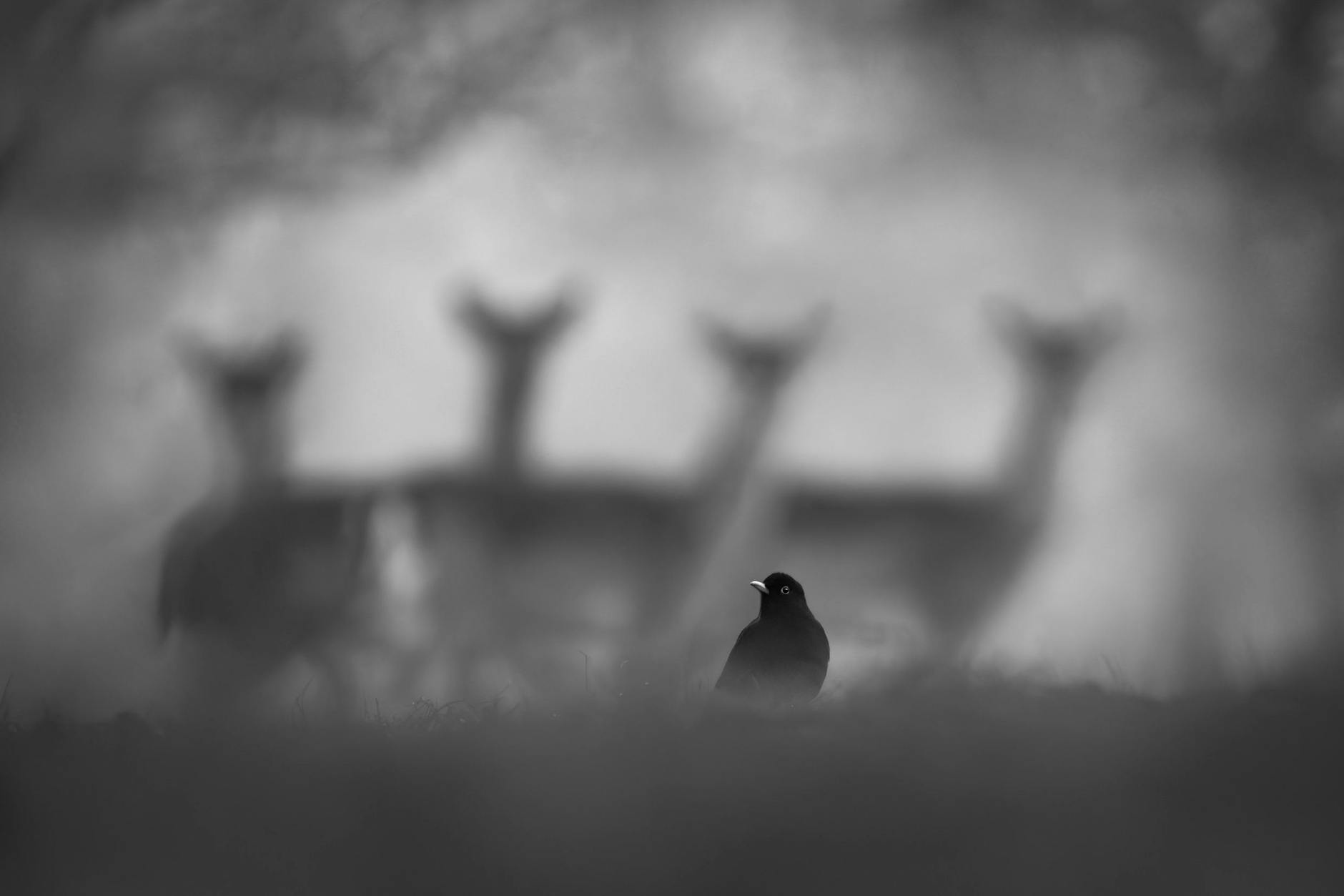 Hier hat Luca Lorenz Damwild mit einer Amsel in den Wäldern Blankenfeldes abgelichtet.