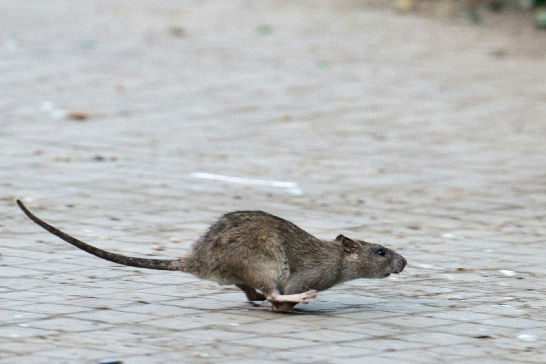 Ratten in Berlin: Experten sagen gern, dass es in Berlin so viele von diesen Tieren gibt, wie Menschen in dieser Stadt leben.