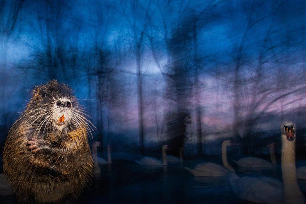 In einem Stadtpark bei Nürnberg wollte Luca Lorenz eigentlich nur ein paar Schwäne fotografieren, als eine seltene Nutria vor ihm aufgetaucht ist.