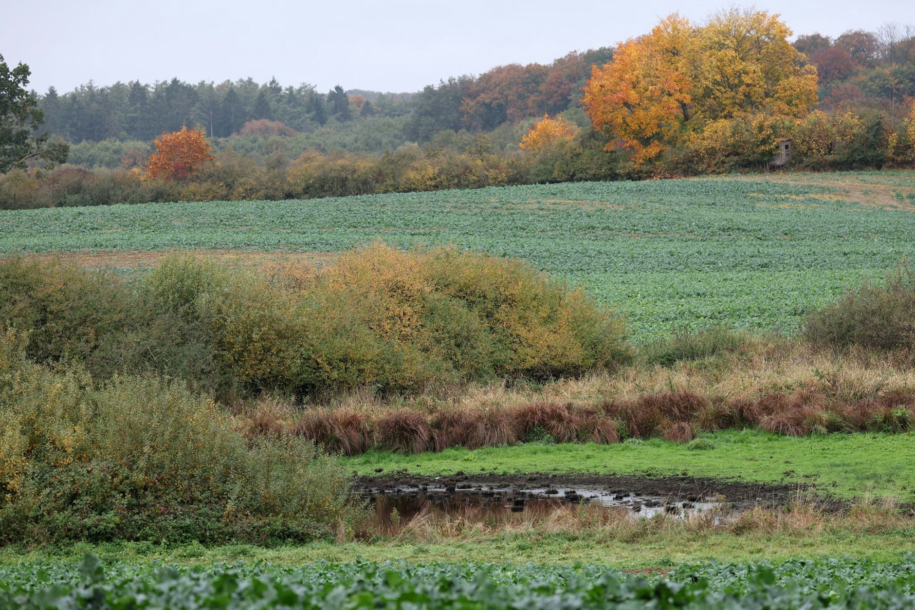 An diesem Tümpel bei Klein Upahl in Mecklenburg-Vorpommern entdeckte eine Spaziergängerin mit ihrem Hund eine Kinderleiche. Es soll sich dabei um die Leiche von Fabian (8) handeln.