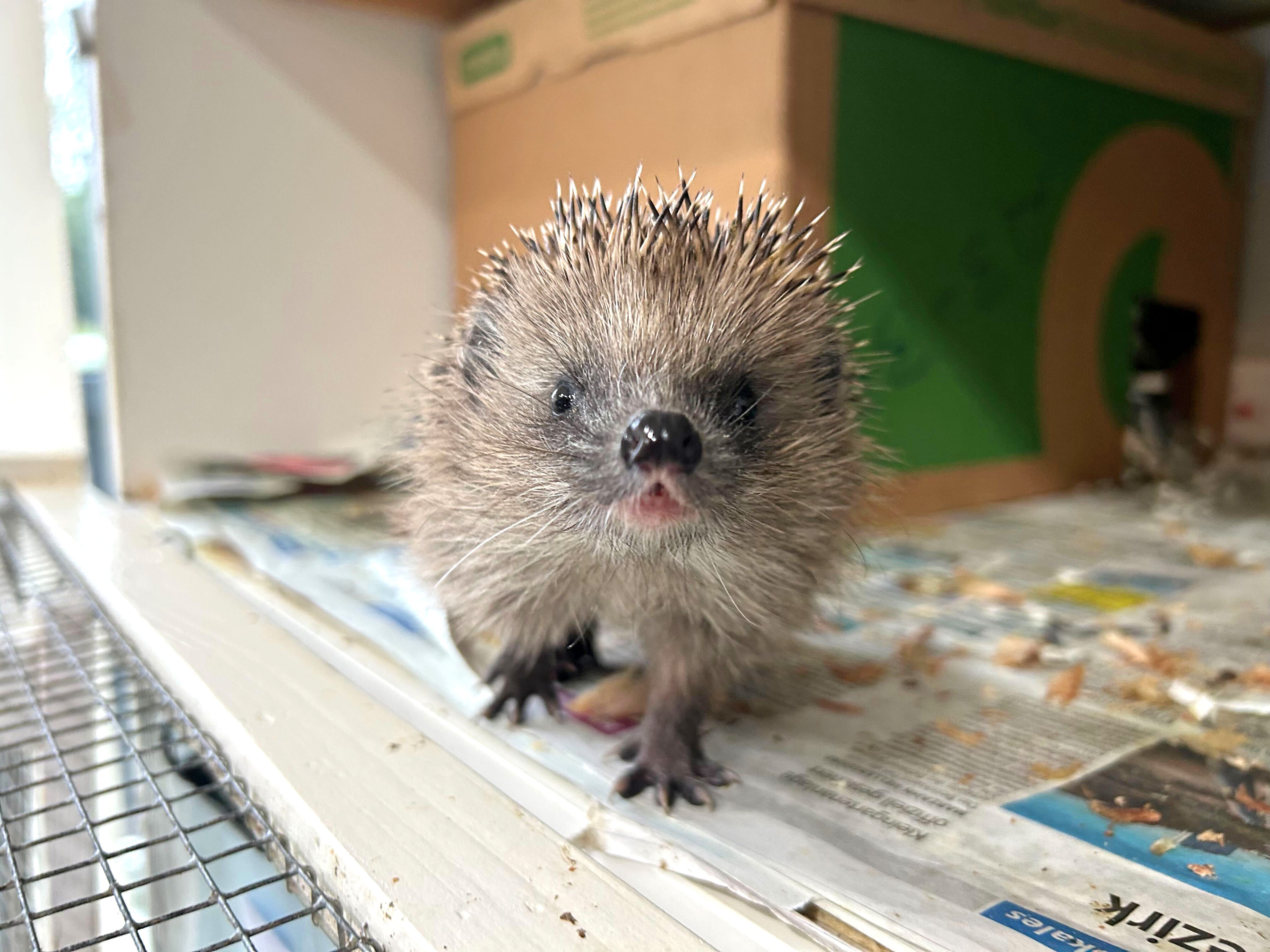 Große Igel-Not in Berlin: Alle Auffangstationen sind voll!