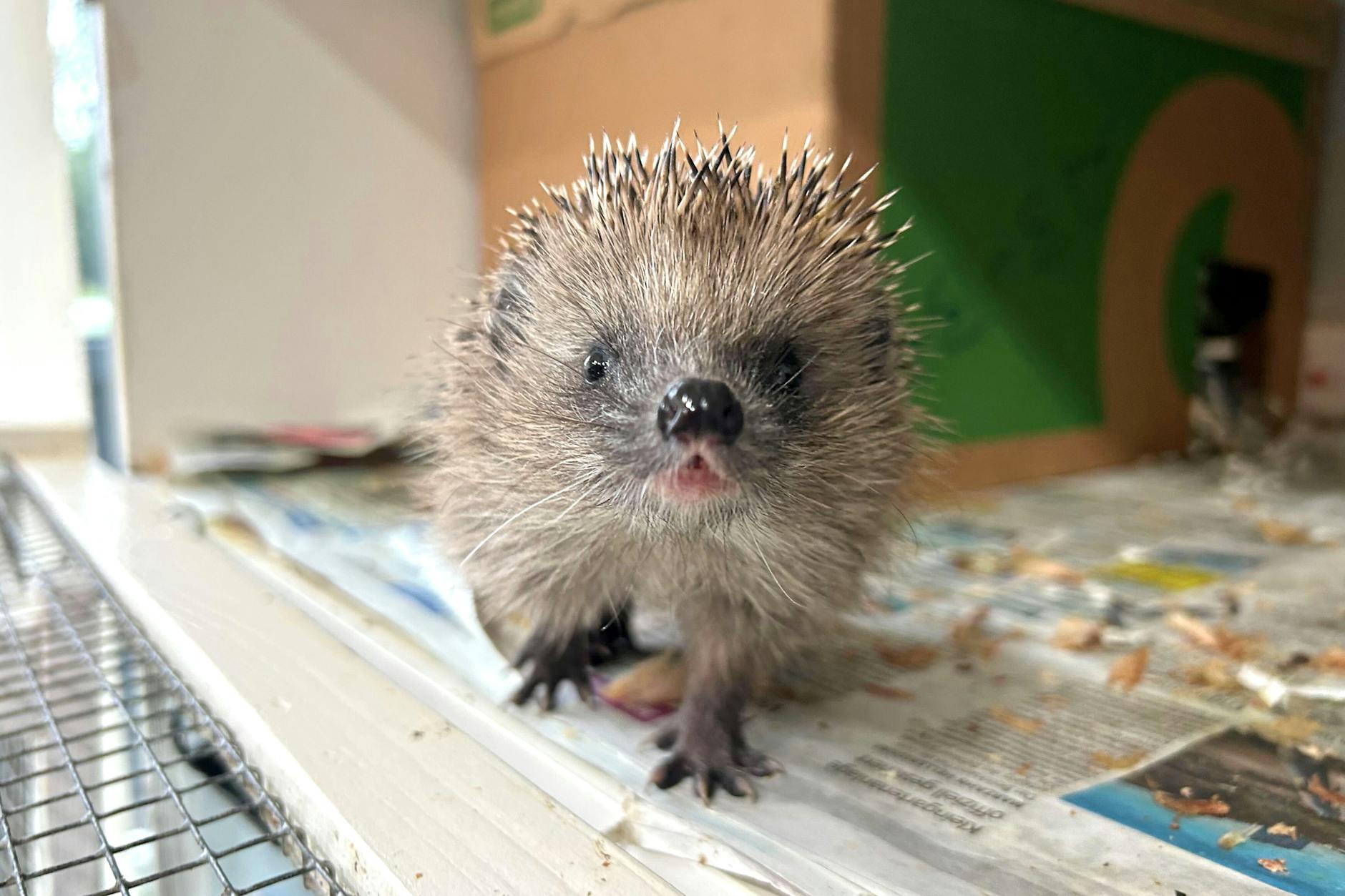 Ein Igel in der Auffangstation Berlin-Hermsdorf. Die Ehrenamtlichen vor Ort müssen immer mehr hilfsbedürftige Igel versorgen.