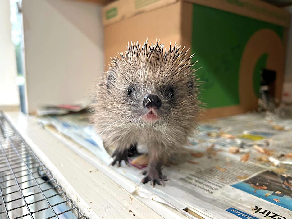 Ein Igel in der Auffangstation Berlin-Hermsdorf. Die Ehrenamtlichen vor Ort müssen immer mehr hilfsbedürftige Igel versorgen.