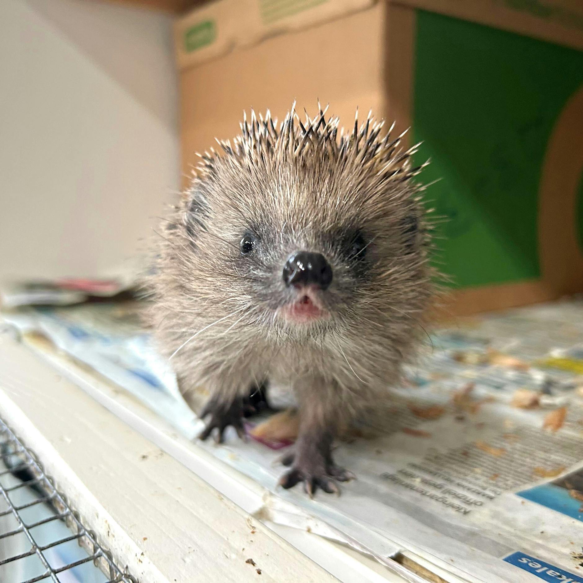 Große Igel-Not in Berlin: Alle Auffangstationen sind voll!