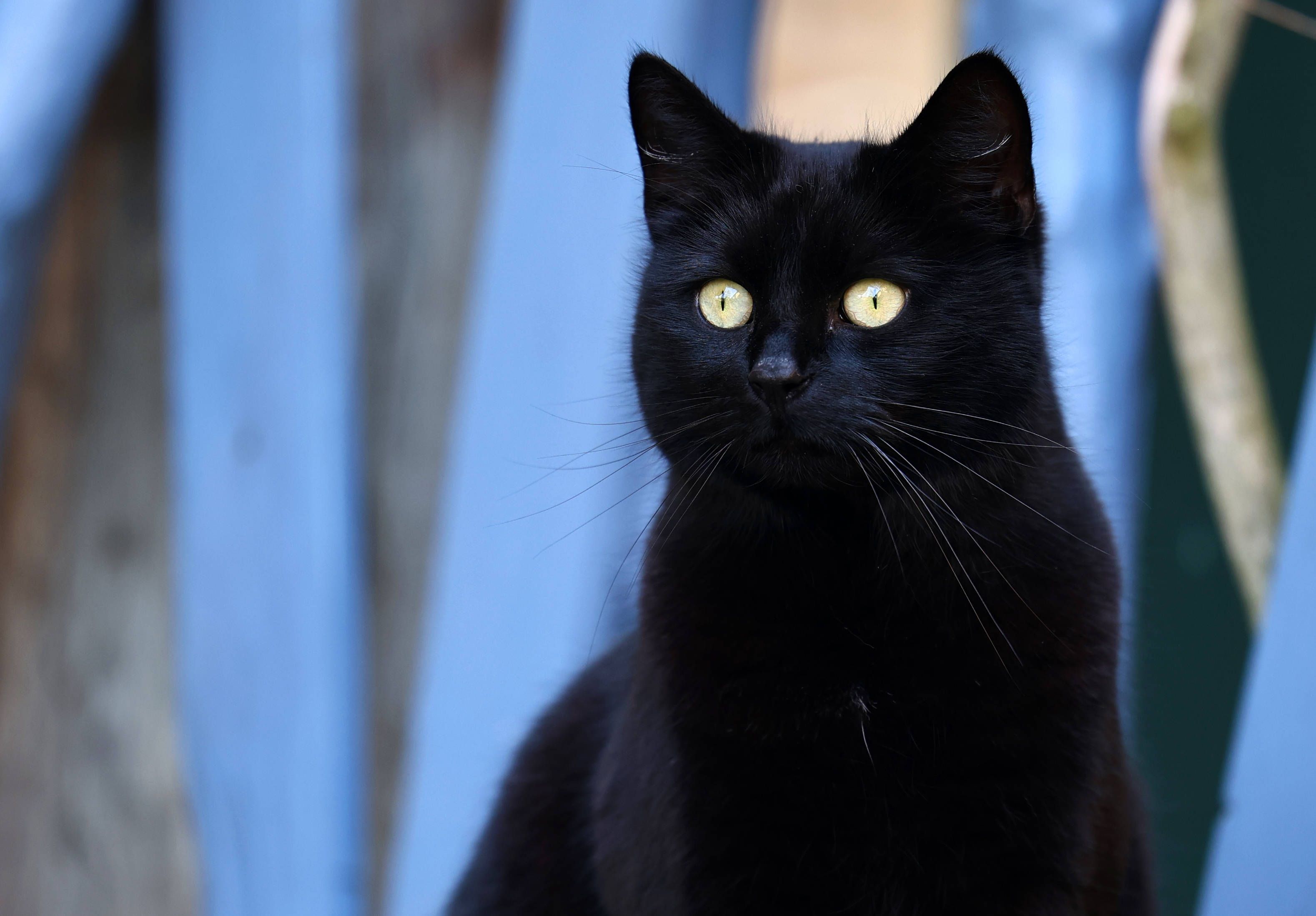 Wegen Halloween: Tierheim darf keine schwarzen Katzen abgeben