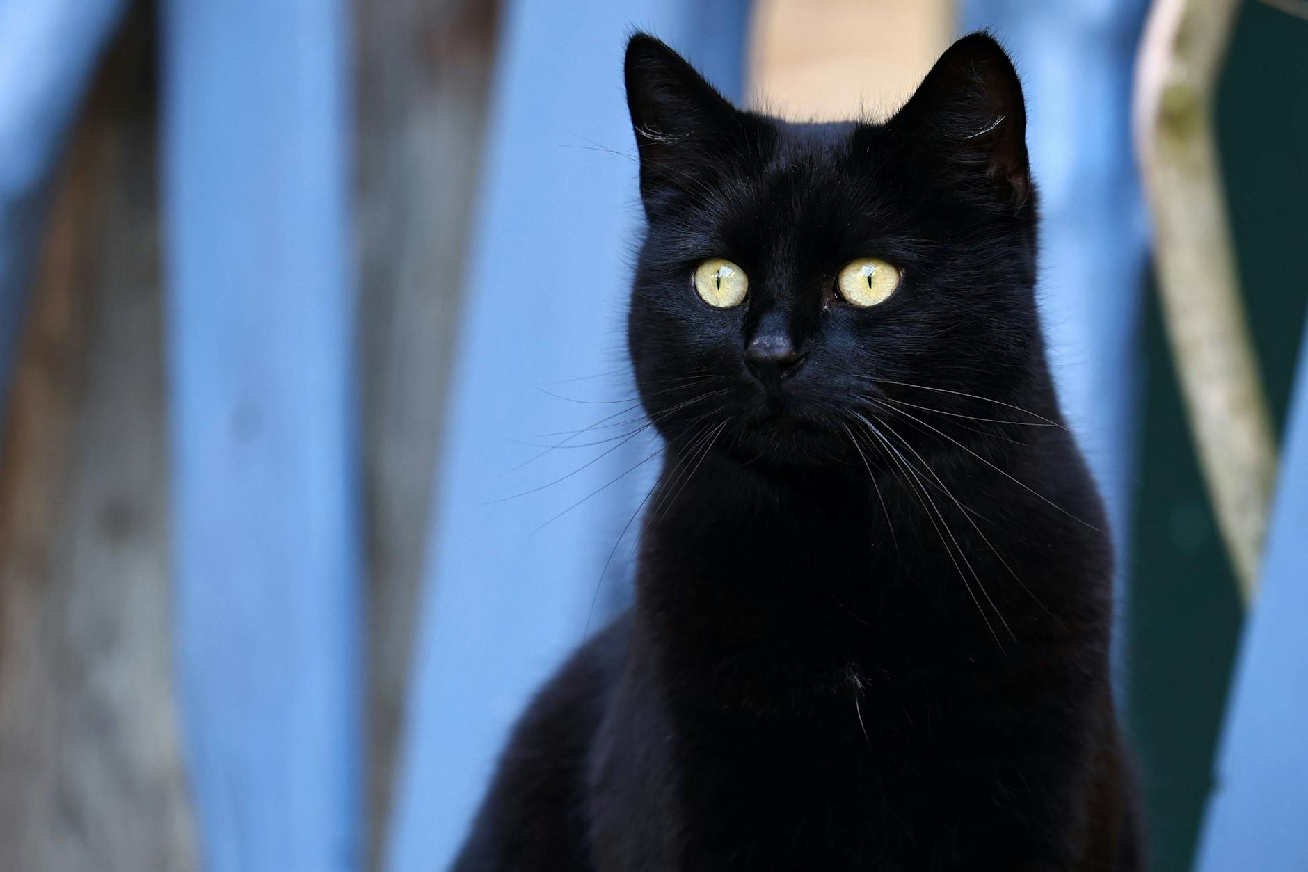 Für schwarze Katzen kann Halloween offenbar gefährlich werden.