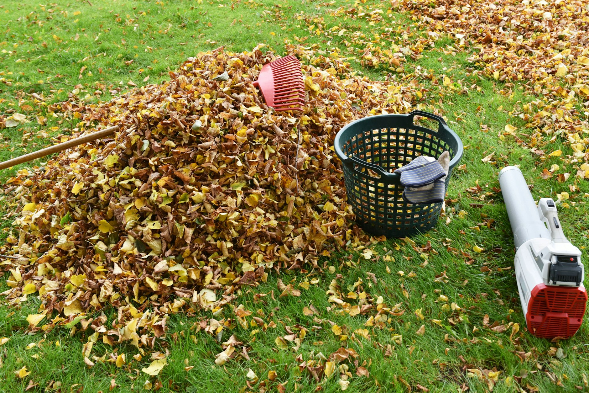 Welkes Laub auf dem Rasen – weg damit oder liegen lassen?