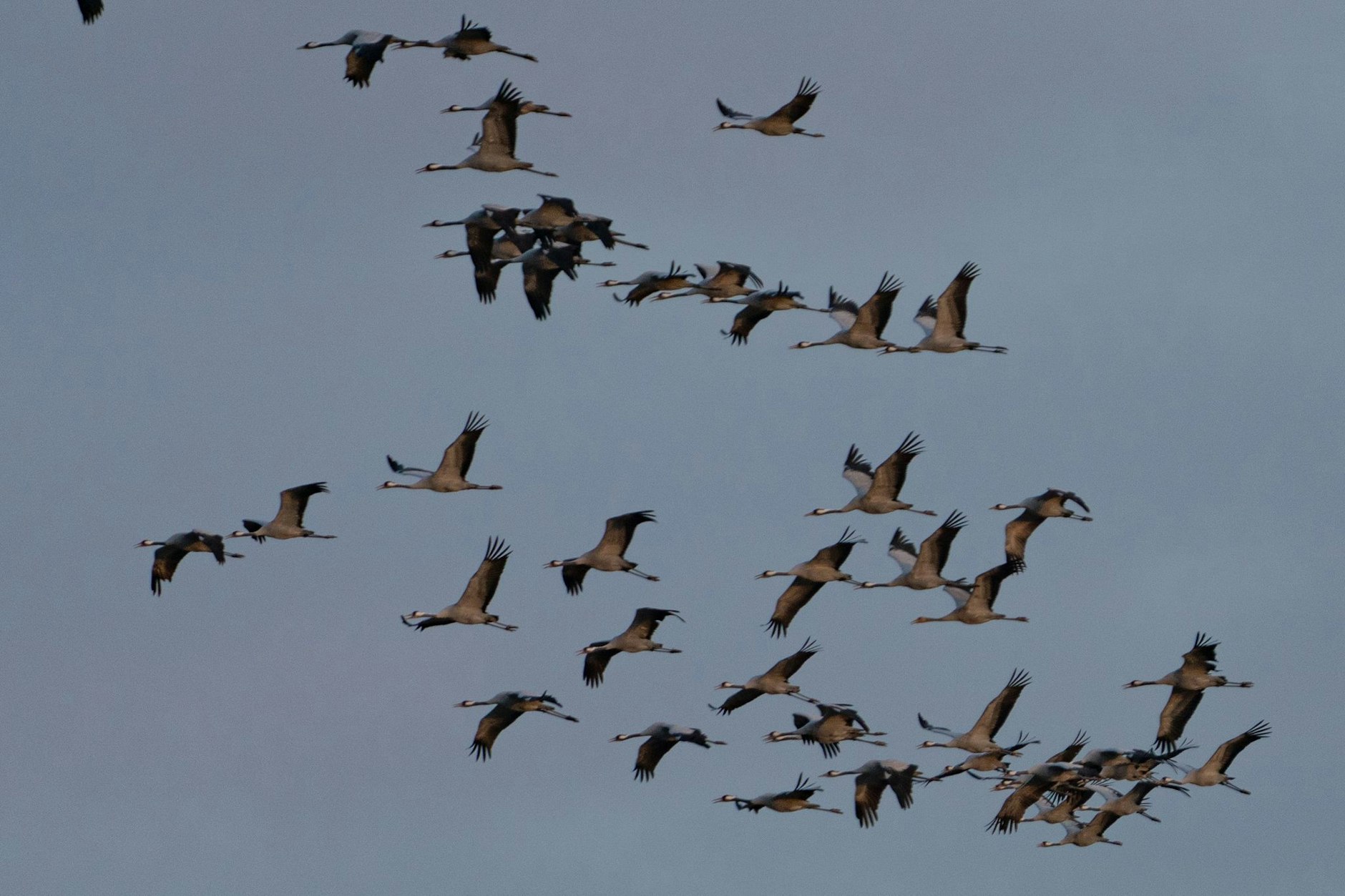 Hunderttausende Tiere in Brandenburg und Mecklenburg-Vorpommern sind von der Vogelgrippe betroffen