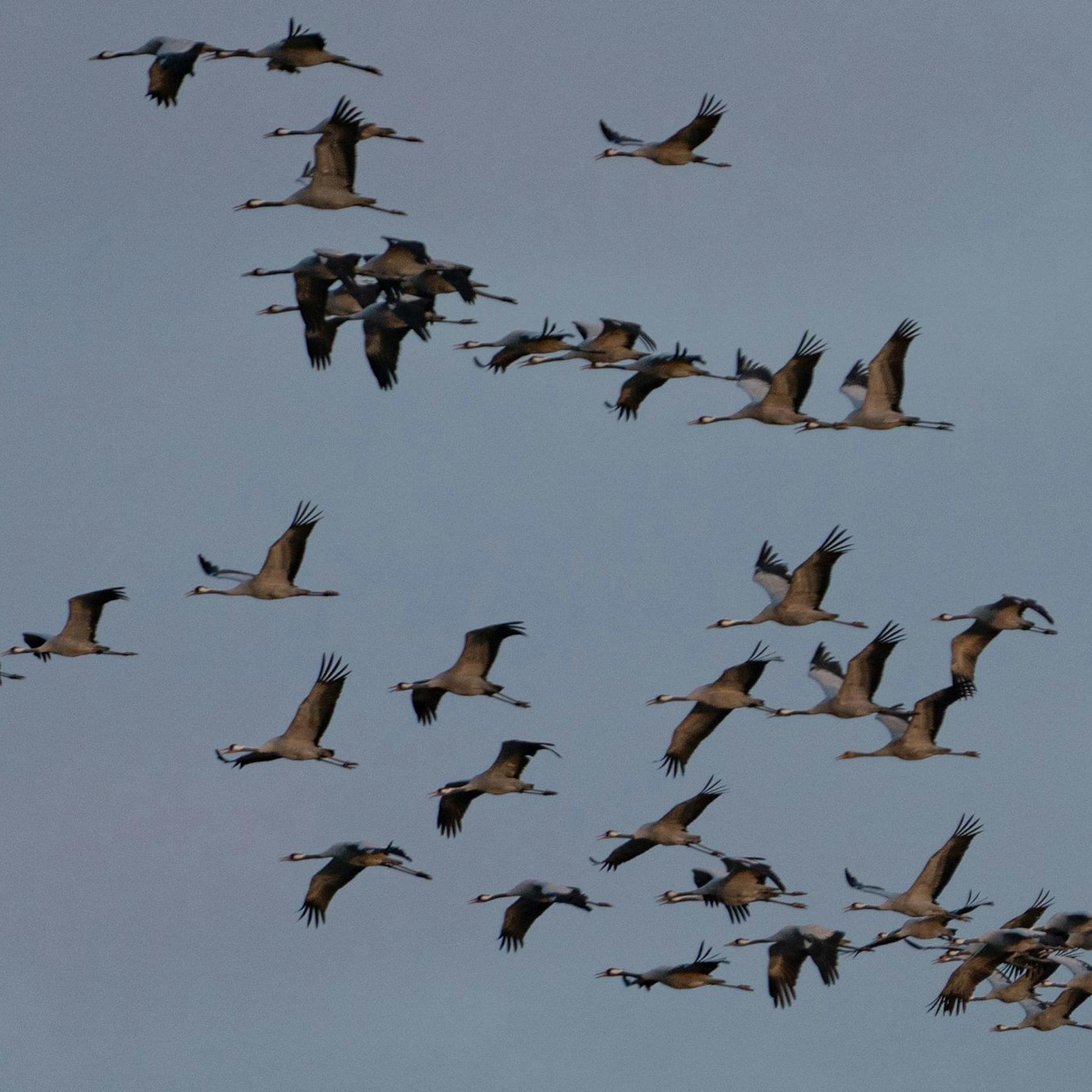 Image - Vogelgrippe in ostdeutschen Bundesländern: Hunderttausende Tiere müssen getötet werden