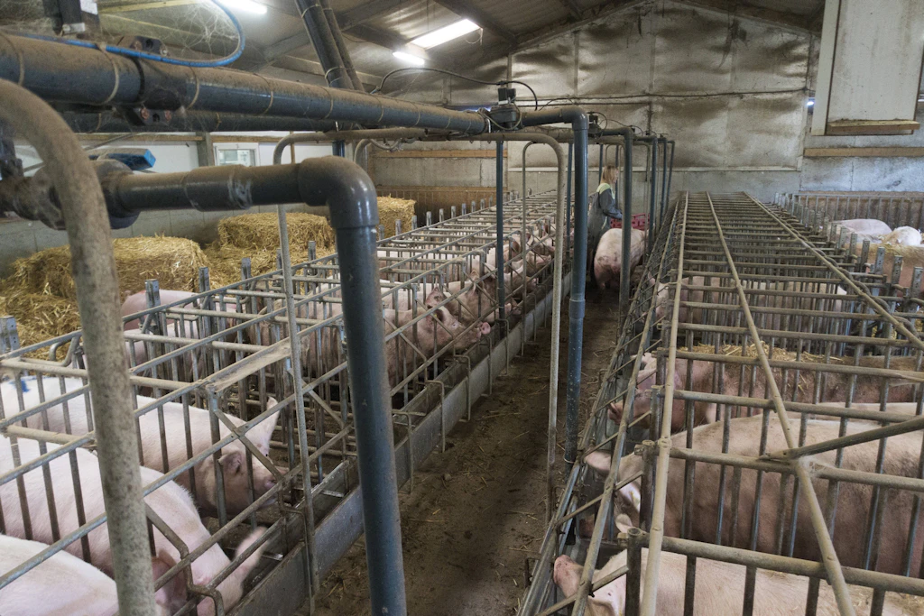 Bei Haltungsform 1 beträgt der Platz pro Mastschwein (50 bis 110 kg) 0,75 Quadratmeter.