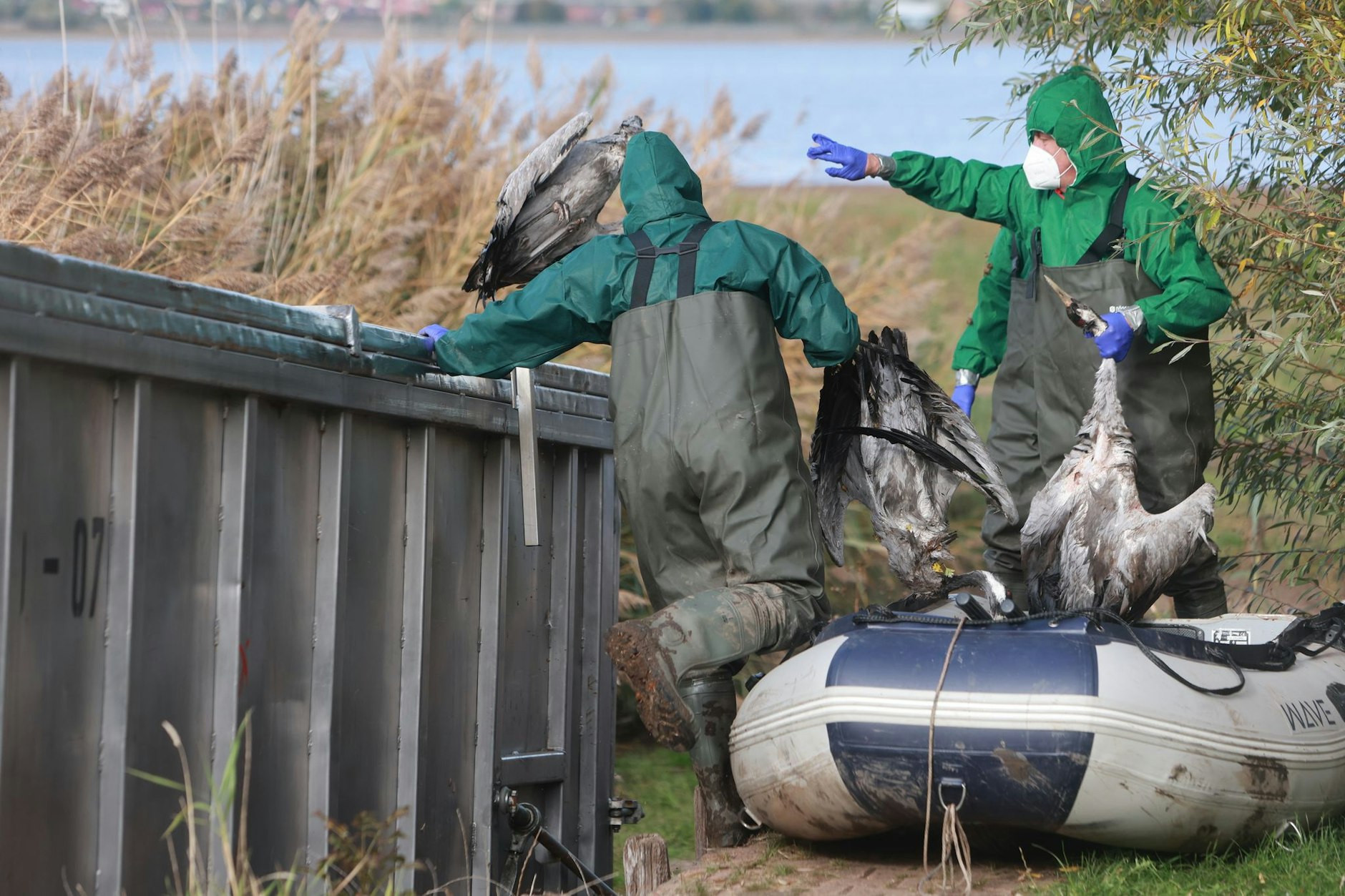 Einsatzkräfte der Feuerwehr entsorgen verendete Kraniche an einem Stausee (Symbolfoto). Auch in Linum wurden bereits 1000 tote Kaniche eingesammelt.