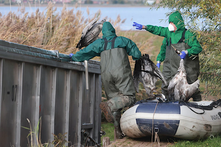 Einsatzkräfte der Feuerwehr entsorgen verendete Kraniche an einem Stausee (Symbolfoto). Auch in Linum wurden bereits 1000 tote Kaniche eingesammelt.