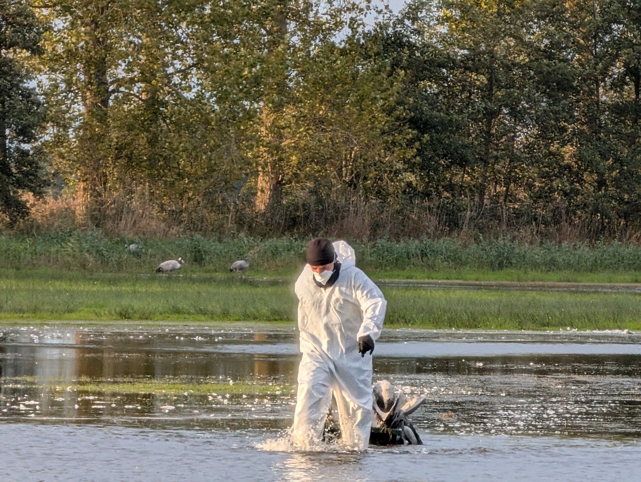 Image - Vogelgrippe in Berlin? Tote Kraniche in Pankow und Marzahn
